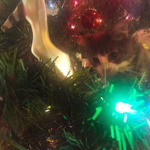 Meet your Posher, Niki